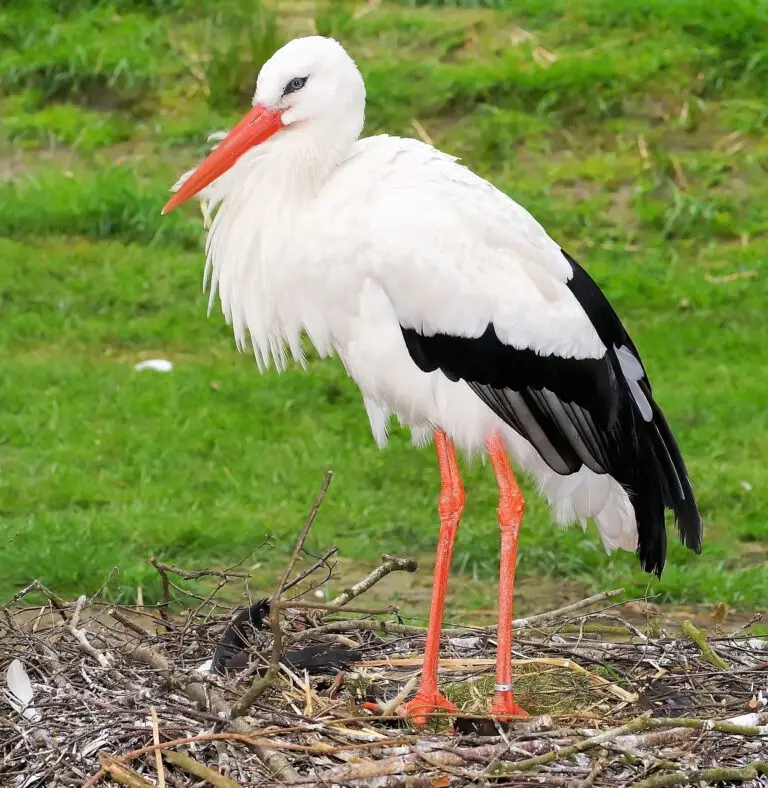 Hebamme Saskia de Koning Bild Storch